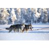 Axaeco Scandinavia Harness imbracatura per sleddog e canicross