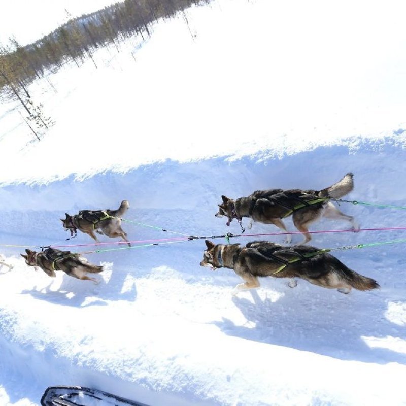 Axaeco Scandinavia Harness imbracatura per sleddog e canicross