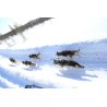 Axaeco Scandinavia Harness imbracatura per sleddog e canicross