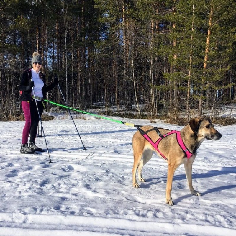 Axaeco Canicross / Ski Joring Linea 1 cane