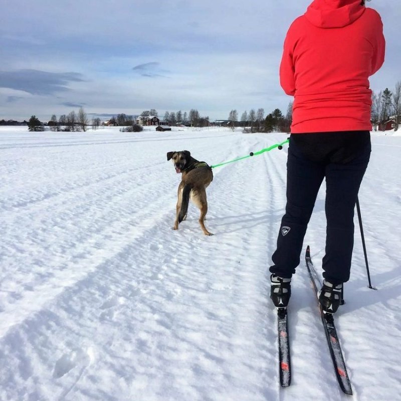 Axaeco Canicross / Ski Joring Linea 1 cane