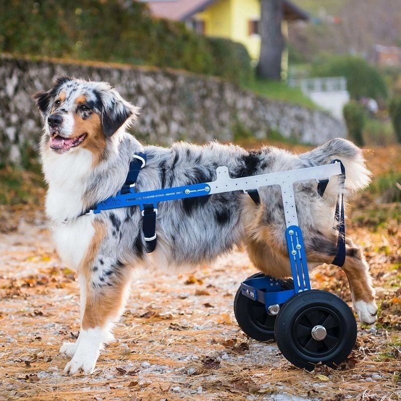 Balto Off Road carrellino ortopedico per cani disabili - AquaZooMania