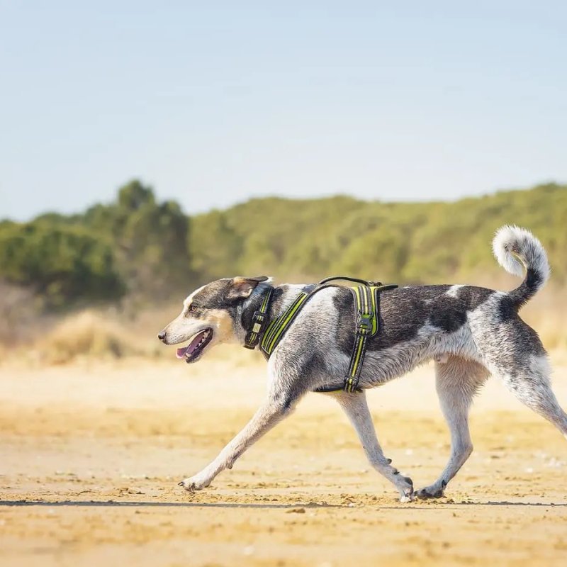 Axaeco 4 Season Collar collare cane alta visibilità