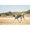 Axaeco 4 Season Collar collare cane alta visibilità