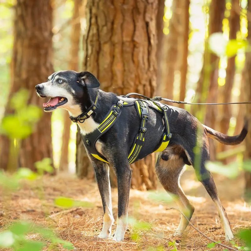 Axaeco 4 Season Collar collare cane alta visibilità