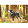 Axaeco 4 Season Collar collare cane alta visibilità