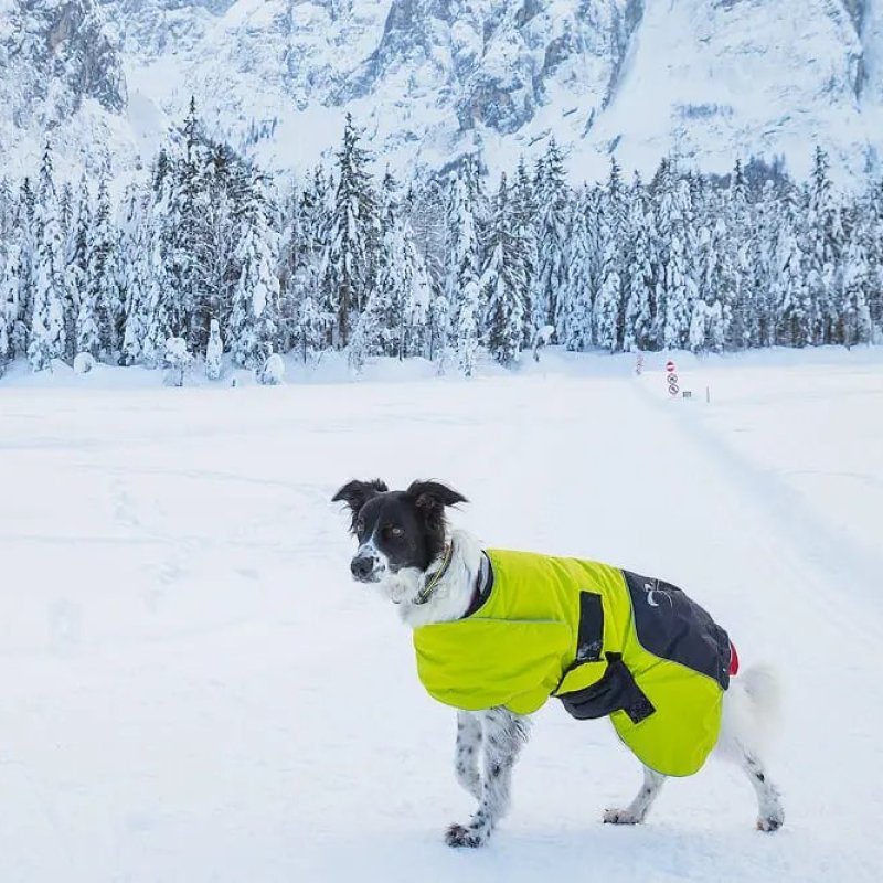 Axaeco 4 Season Collar collare cane alta visibilità