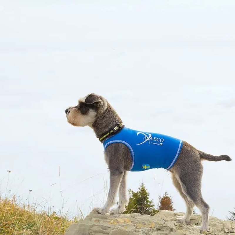 Axaeco 4 Season Collar collare cane alta visibilità