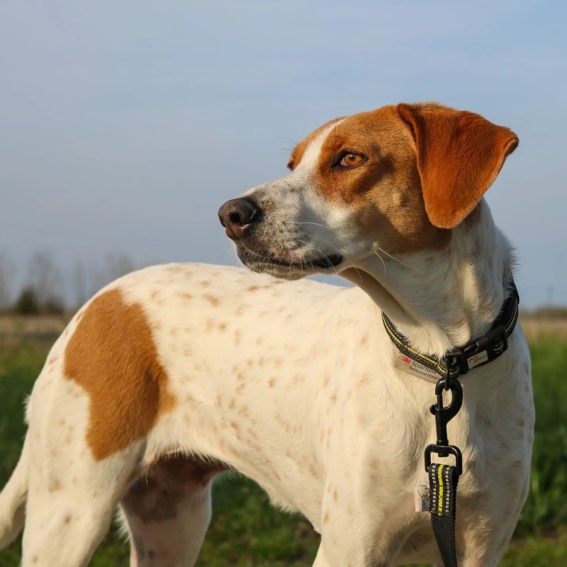 Axaeco 4 Season Collar collare cane alta visibilità