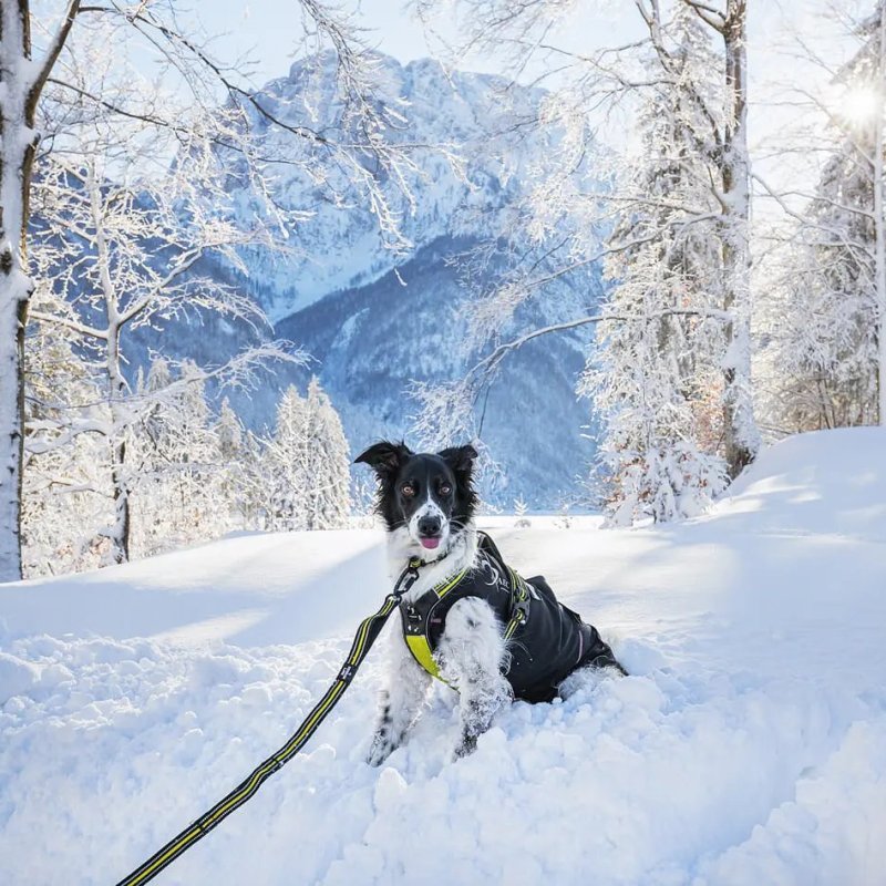 Axaeco 4 Season Elastic Leash guinzaglio elastico alta visibilità