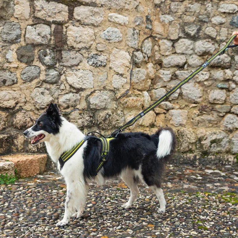Axaeco 4 Season Elastic Leash guinzaglio elastico alta visibilità
