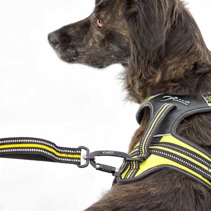 Axaeco 4 Season Elastic Leash guinzaglio elastico alta visibilità