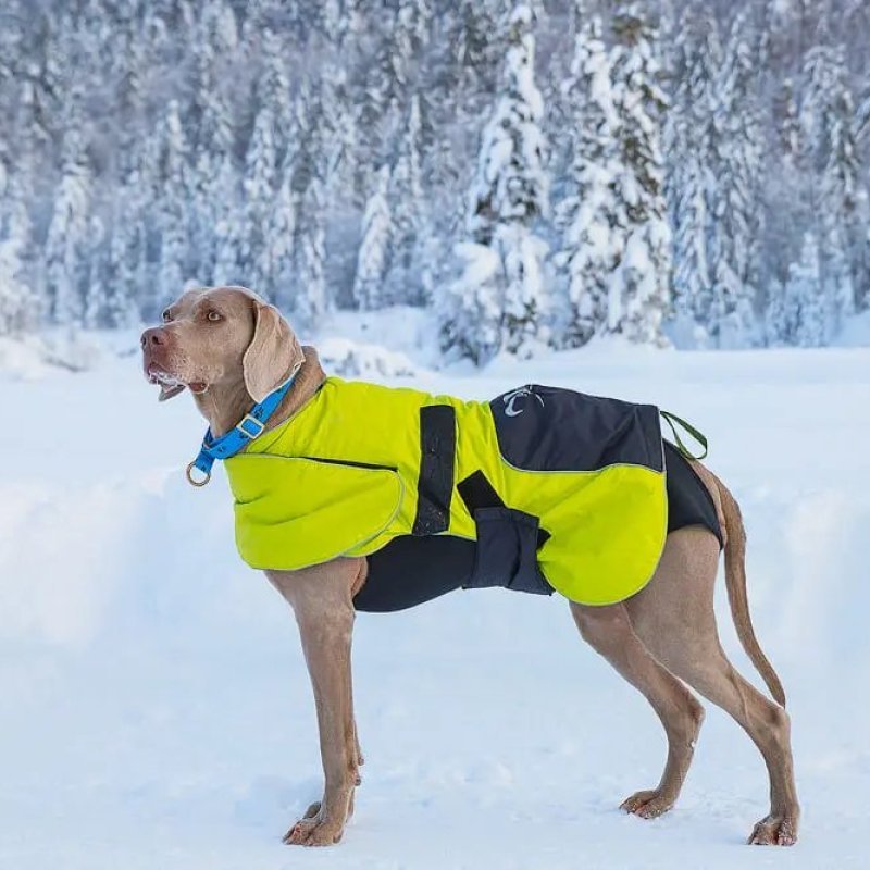 Axaeco Half-Choke Collar Blue collare semi strozzo