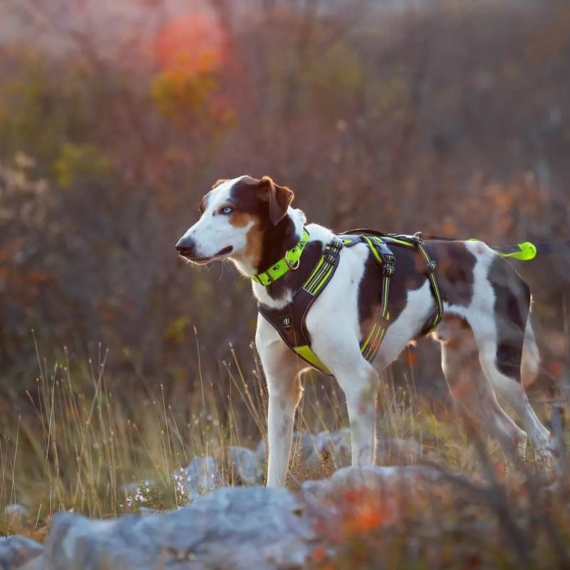 Axaeco 4 Season Harness Broad Peak pettorina antifuga
