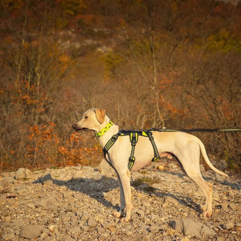 Axaeco 4 Season Harness Broad Peak pettorina antifuga