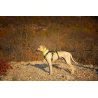 Axaeco 4 Season Harness Broad Peak pettorina antifuga