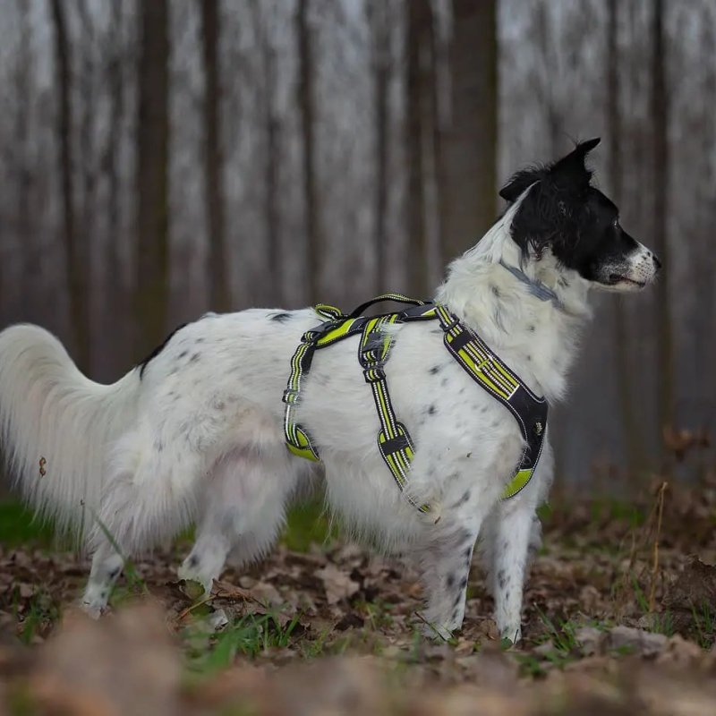 Axaeco 4 Season Harness Broad Peak pettorina antifuga
