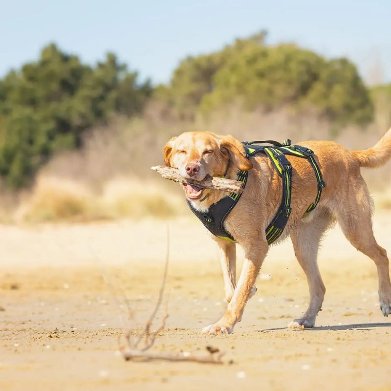 Axaeco 4 Season Harness Broad Peak pettorina antifuga
