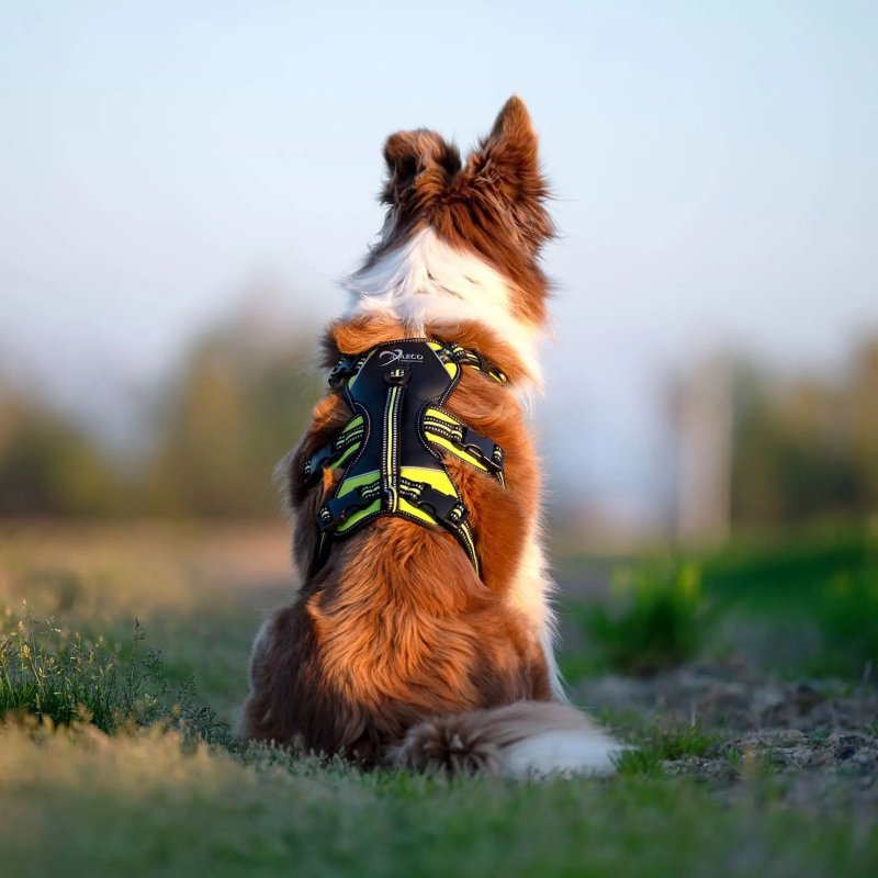 Axaeco 4 Season Harness Broad Peak pettorina antifuga