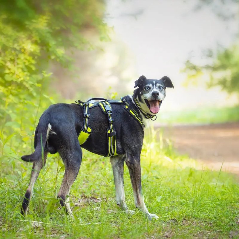 Axaeco 4 Season Harness Broad Peak pettorina antifuga