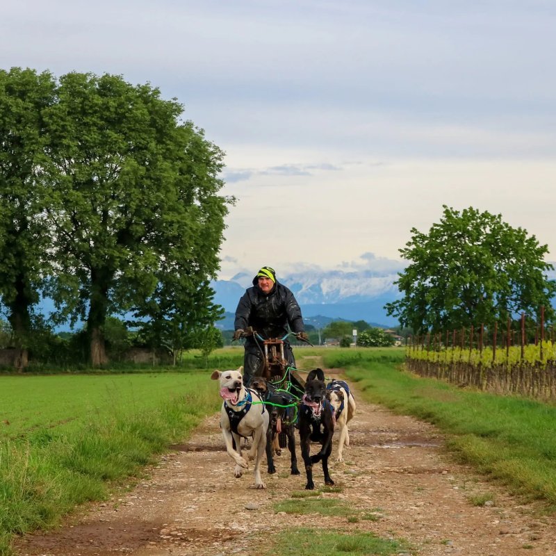 Axaeco X Shirt Harness 2.0 Blue imbracatura per sleddog e canicross