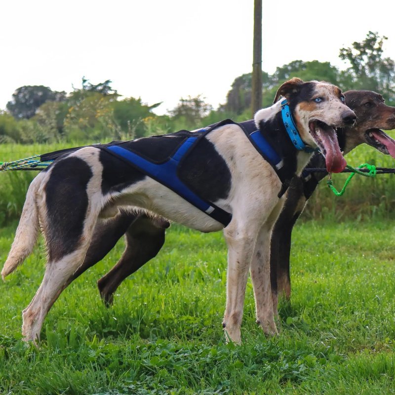 Axaeco X Shirt Harness 2.0 Blue imbracatura per sleddog e canicross