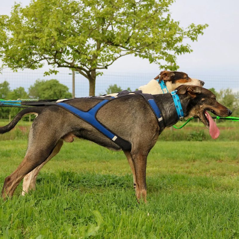 Axaeco X Shirt Harness 2.0 Blue imbracatura per sleddog e canicross