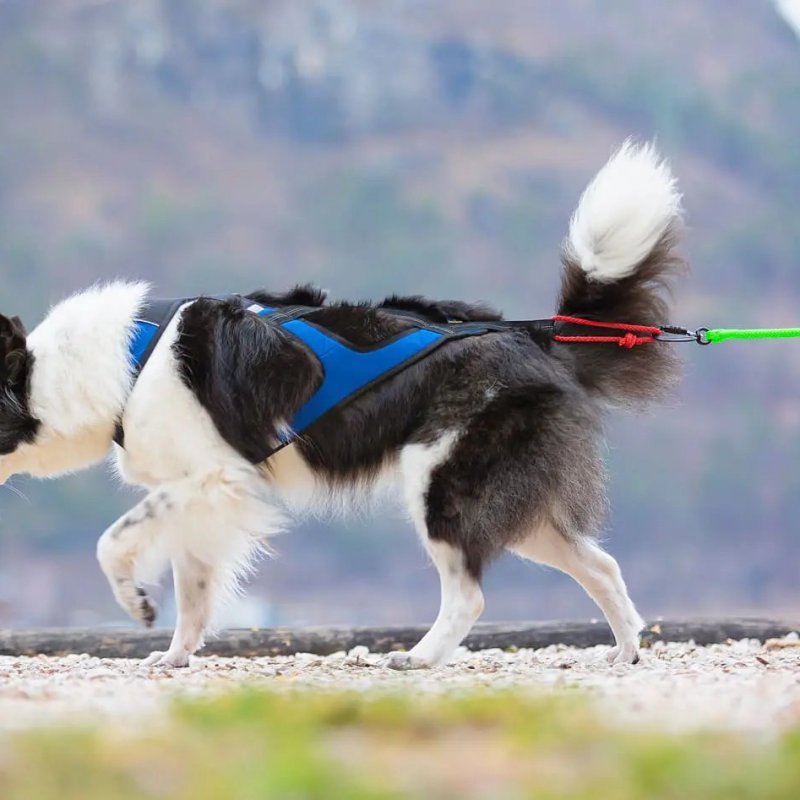 Axaeco X Shirt Harness 2.0 Blue imbracatura per sleddog e canicross