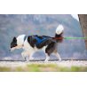 Axaeco X Shirt Harness 2.0 Blue imbracatura per sleddog e canicross