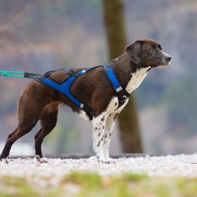 Axaeco X Shirt Harness 2.0 Blue imbracatura per sleddog e canicross