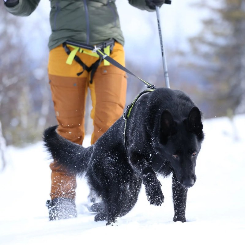 Axaeco Racing Belt cintura per canicross e skijoring