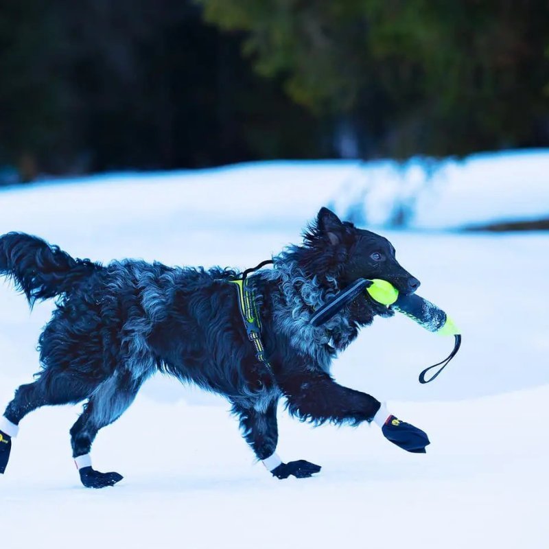 Axaeco Pippen manicotto addestramento per cani