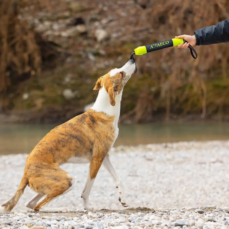 Axaeco Pippen manicotto addestramento per cani