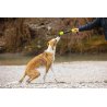 Axaeco Pippen manicotto addestramento per cani