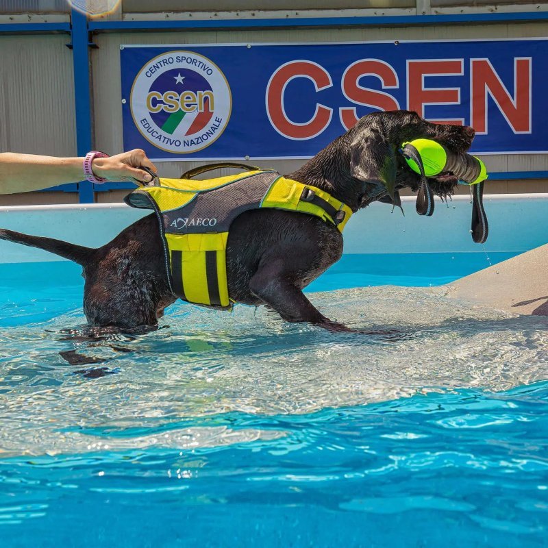 Axaeco Aqua Dog Life Jacket giubbotto salvagente per cani
