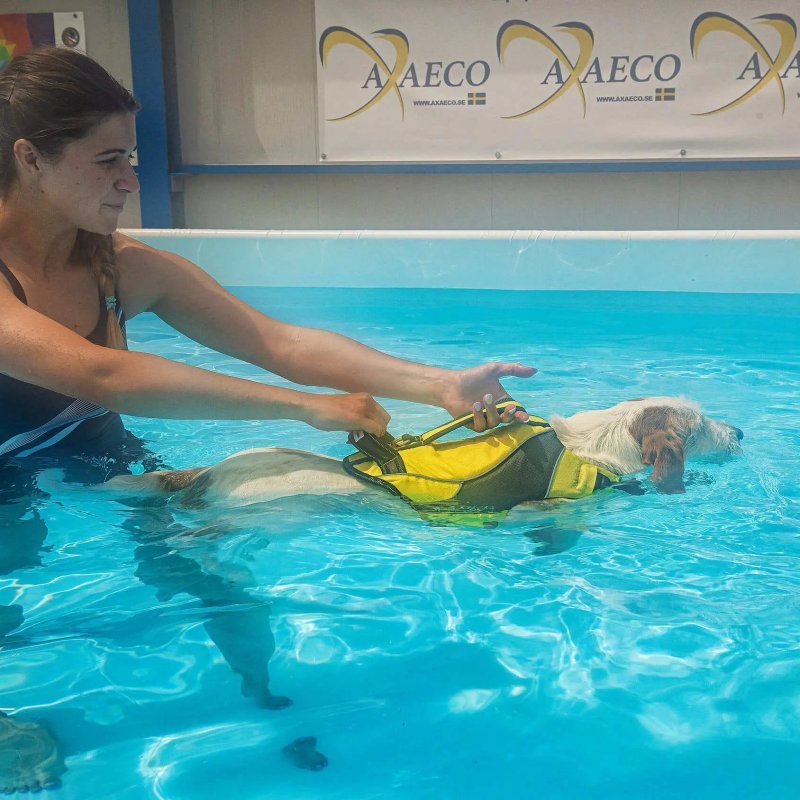 Axaeco Aqua Dog Life Jacket giubbotto salvagente per cani