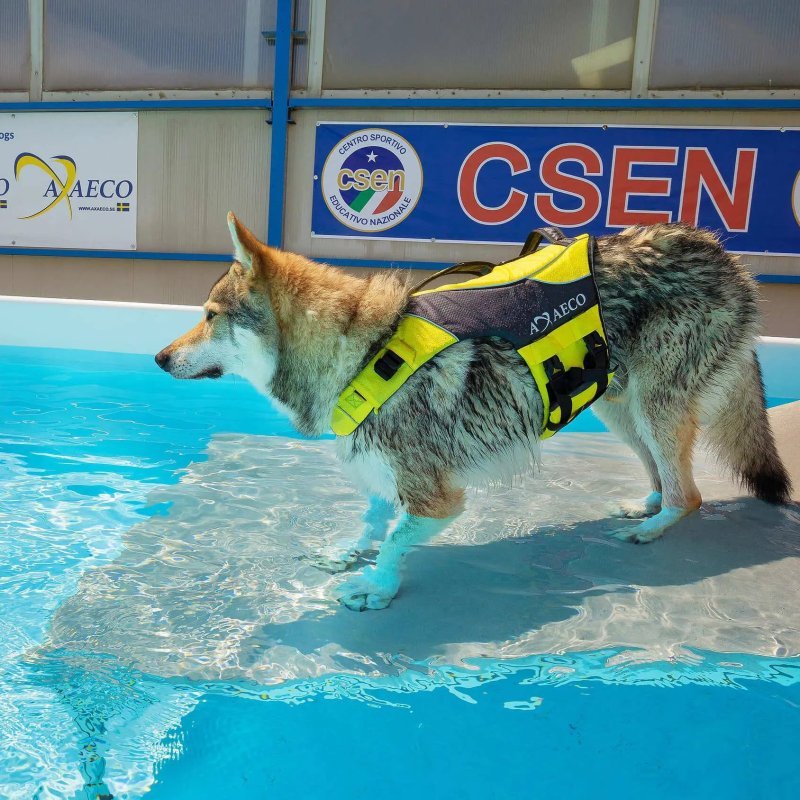 Axaeco Aqua Dog Life Jacket giubbotto salvagente per cani
