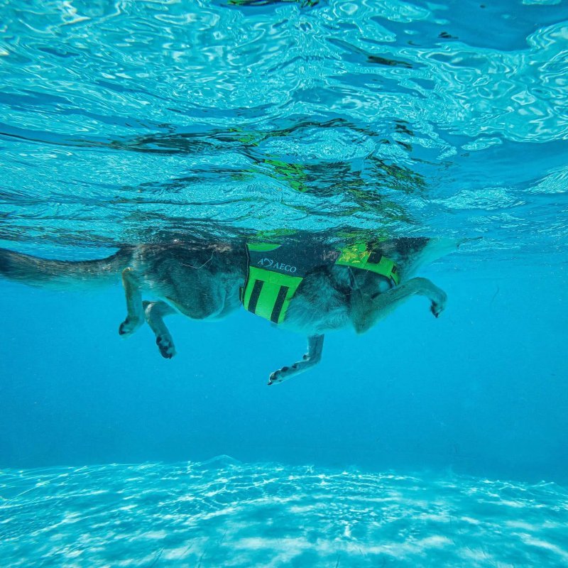 Axaeco Aqua Dog Life Jacket giubbotto salvagente per cani
