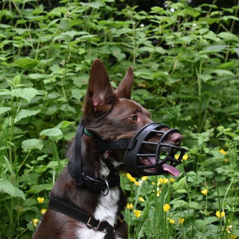 Baskerville Ultra Museruola per cani