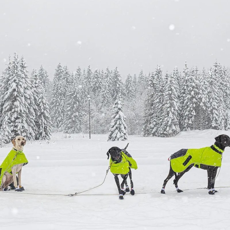 Axaeco Ice-Olation 2.0 Dog Coat cappottino invernale per cane Axaeco Ice-Olation 2.0 Dog Coat cappottino invernale per cane