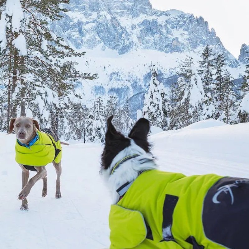 Axaeco Ice-Olation 2.0 Dog Coat cappottino invernale per cane Axaeco Ice-Olation 2.0 Dog Coat cappottino invernale per cane
