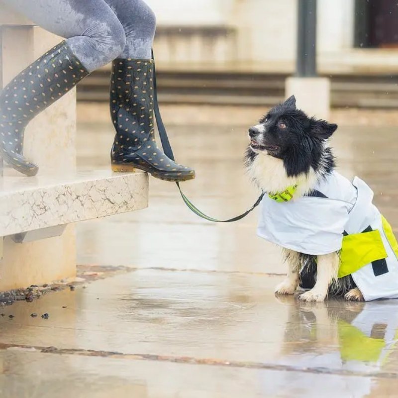 Axaeco Raincoat Windbreaker impermeabile per cane Axaeco Raincoat Windbreaker impermeabile per cane