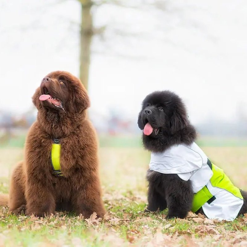 Axaeco Raincoat Windbreaker impermeabile per cane Axaeco Raincoat Windbreaker impermeabile per cane