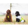 Axaeco Raincoat Windbreaker impermeabile per cane Axaeco Raincoat Windbreaker impermeabile per cane