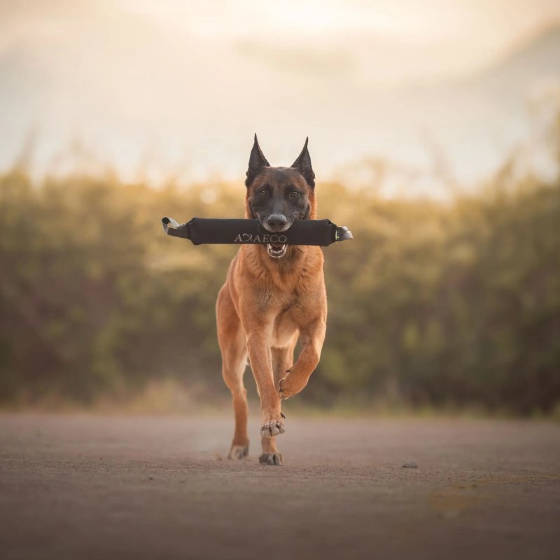 Axaeco Pippen K9 manicotto addestramento per cani Axaeco Pippen K9 manicotto addestramento per cani