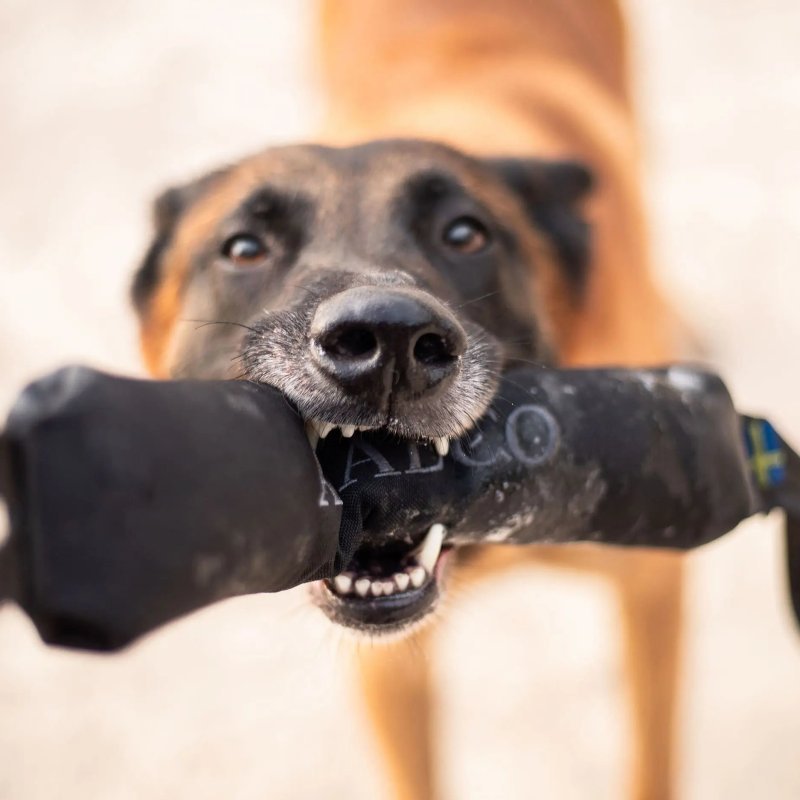 Axaeco Pippen K9 manicotto addestramento per cani Axaeco Pippen K9 manicotto addestramento per cani