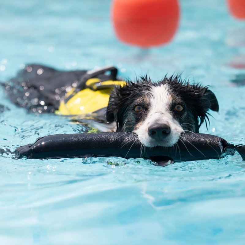 Axaeco Pippen K9 manicotto addestramento per cani Axaeco Pippen K9 manicotto addestramento per cani