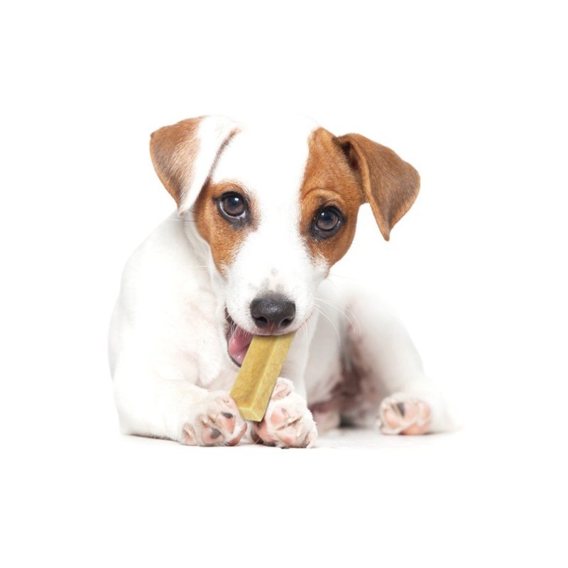 Record Milky Snack masticativo per cani