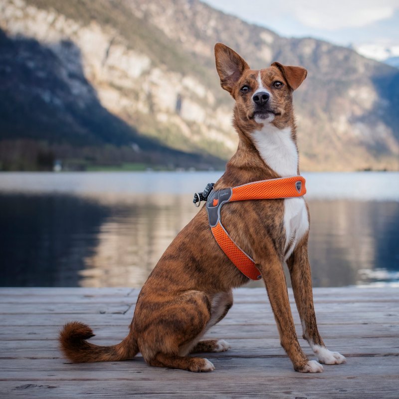 Coralpina Pettorina Cinquetorri Softy Line