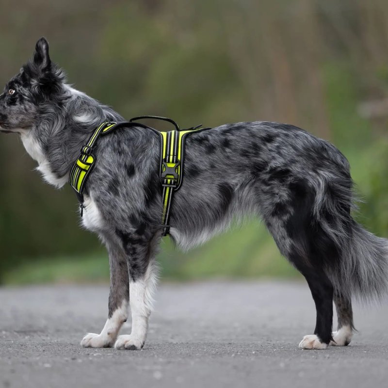 Axaeco 4 Season Fit Harness pettorina svedese